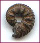 Hoplites