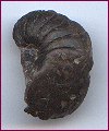 Cymatoceras Radiatum