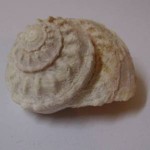 archaeogastropod