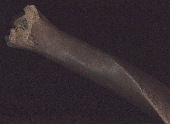 Bison Leg Bone