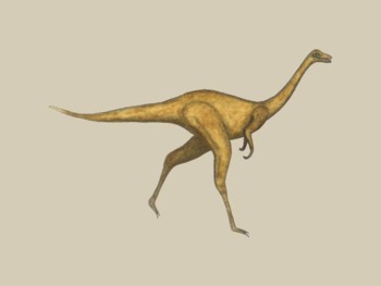 gallimimus fossil