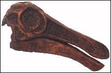 gallimimus fossil