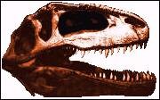 giganotosaurus dinosaur fossil