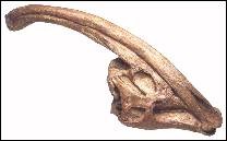 parasaurolophus dinosaur fossil