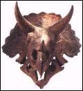Triceratops dinosaur fossil