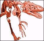 Velociraptor dinosaur fossil
