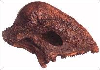 Stegoceras dinosaur fossil