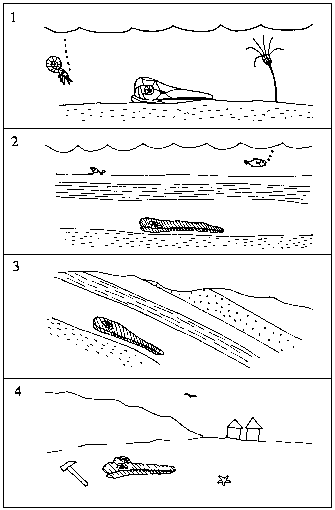 How A Fossil Forms